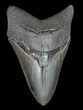 Serrated, Lower Megalodon Tooth - Georgia #66186-1